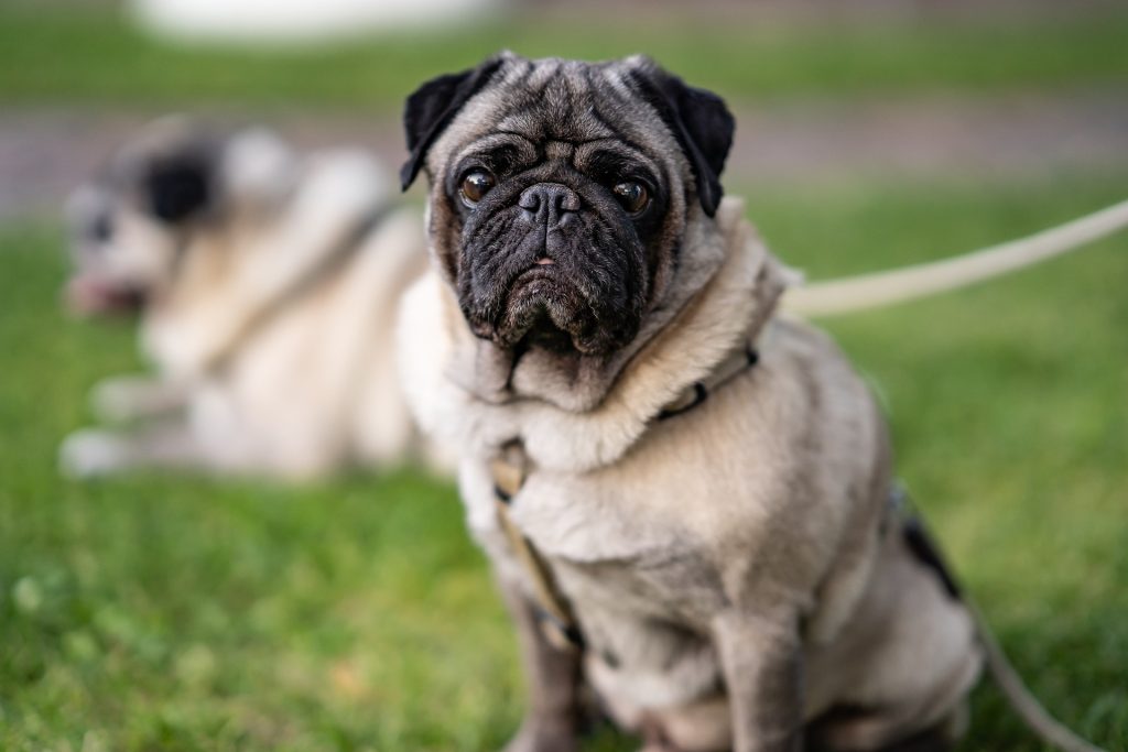 Cos’è la BAOS (Sindrome Ostruttiva Brachicefalica delle vie Aeree superiori nel cane)?