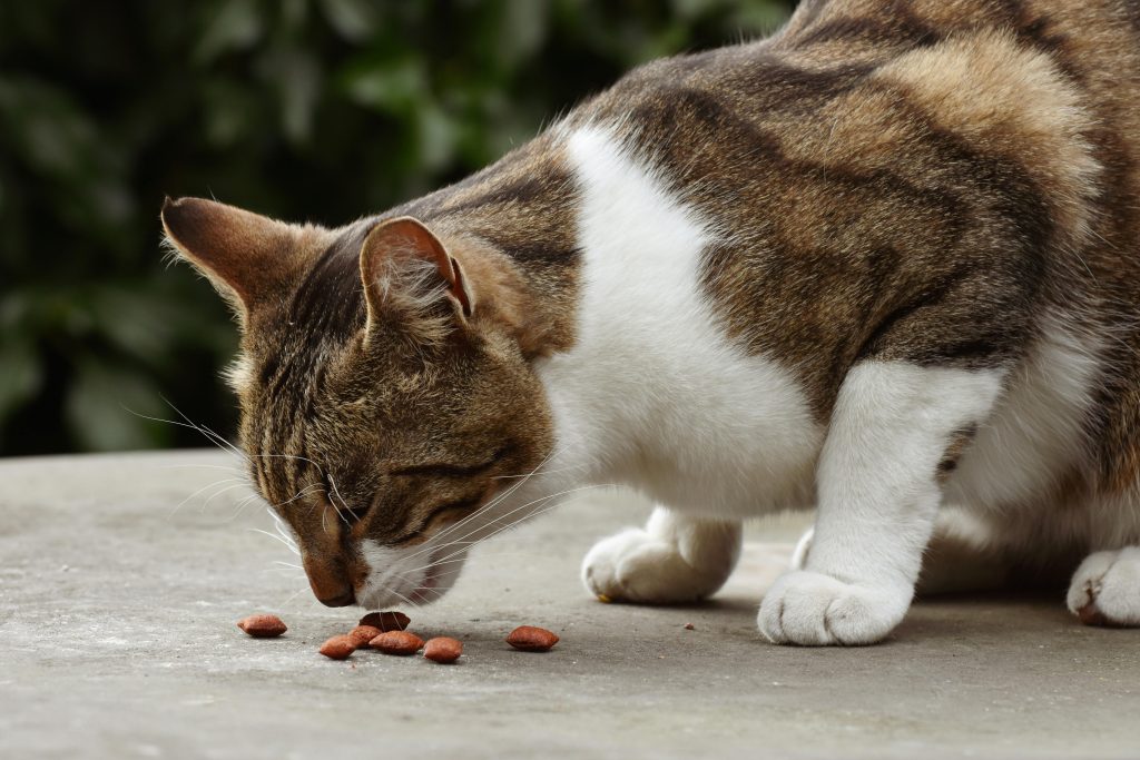 Comportamenti alimentari dei gatti